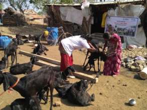 Goat Vaccination program of Mann Deshi