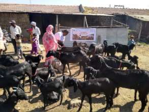 Goat Vaccination program of Mann Deshi 1