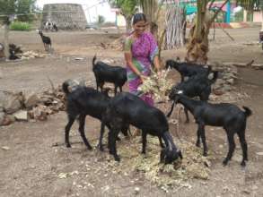 Balutai with her goats