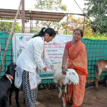 Sheli sakhi treating and vaccinating the goat