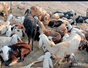 Sheli sakhi treating and vaccinating the goat