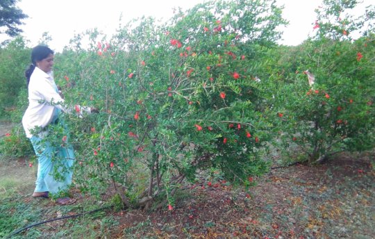 Manisha at her pomegranate farm