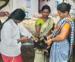 A photograph of artificial insemination