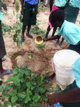 Seedling planting and care