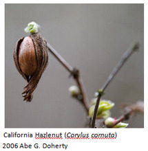 California Hazlenut
