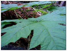 Devil's Club (medicinal)