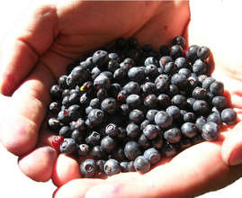 Huckleberry (food, medicinal, dye)