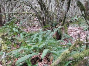 A clump of native hazel