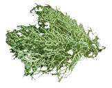 Usnea (medicinal)