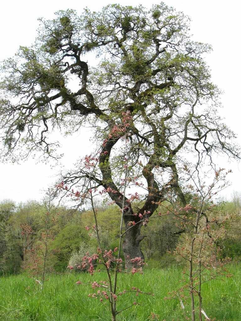 Portland Ethnobotany Project