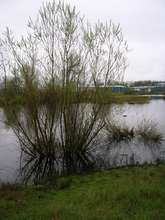Urban wetlands