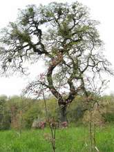 Oaks important culturally for acorns