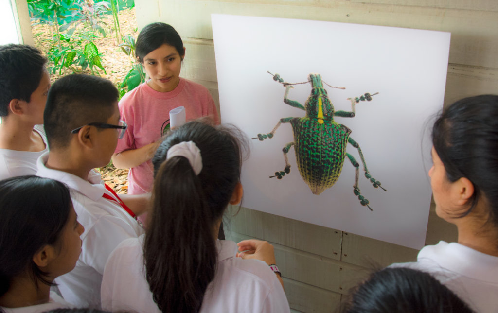 The Amazon Burning - Kids and Bugs to the Rescue!