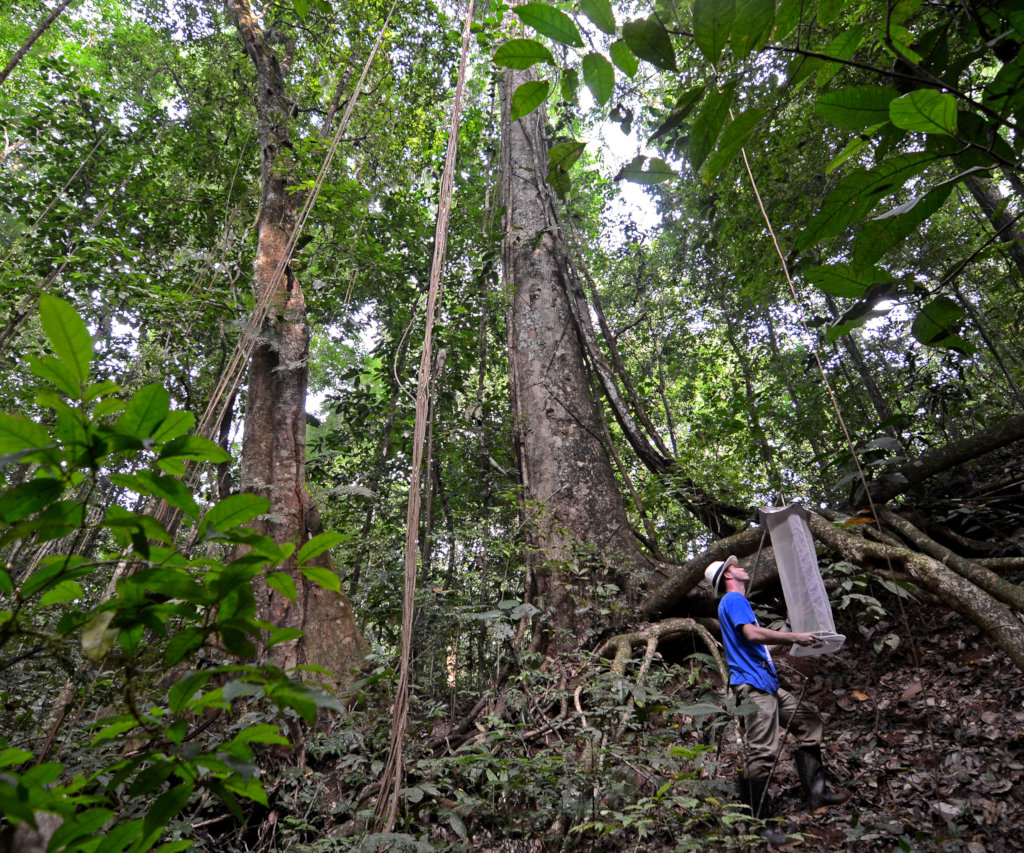The Amazon Burning - Kids and Bugs to the Rescue!
