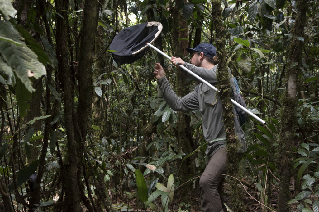 The Amazon Burning - Kids and Bugs to the Rescue!
