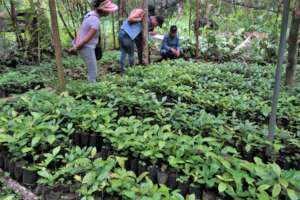 Intercambio Vivero de Cafe / Cooperative Nursery