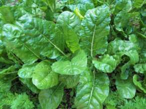 Hortalizas en Uxtuapan / Vegetables in Uxtuapan