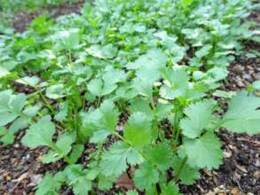 Hortalizas Biointensivas /Biointensive growing