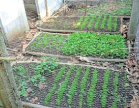 Camas biointensivas / Biointensive beds