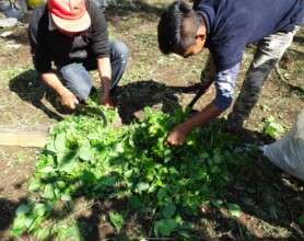 taller compostas / compost workshops