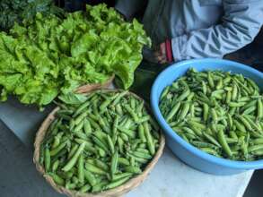 Cosechas organicas / Organic production
