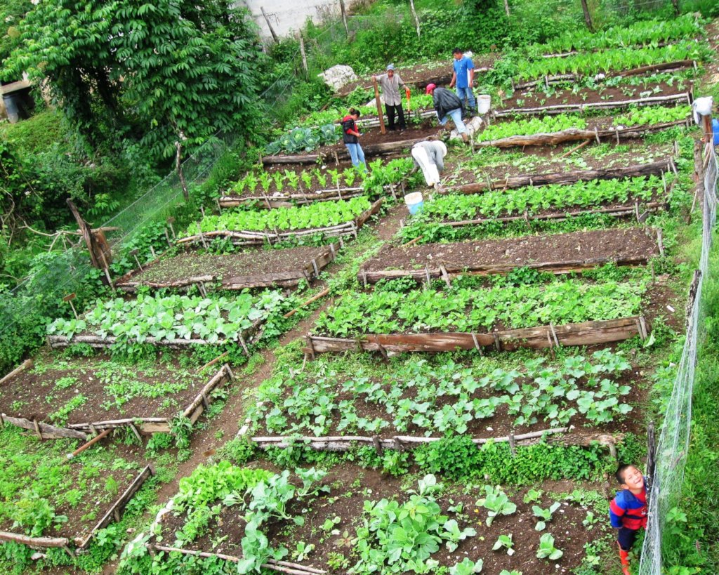 Sustentabilidad para la Vida en la Sierra Huasteca