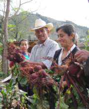 Hortalizas organicas - Organic production