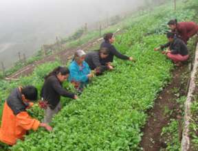 Hortalizas organicas - Organic production