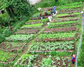 Hortalizas organicas - Organic production