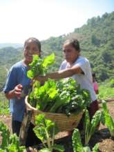 Hortalizas organicas - Organic production