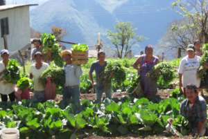 Hortalizas organicas - Organic production