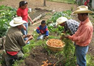 Hortalizas organicas - Organic production
