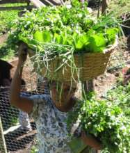Hortalizas organicas - Organic production
