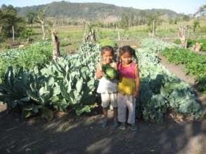 Hortalizas organicas - Organic production