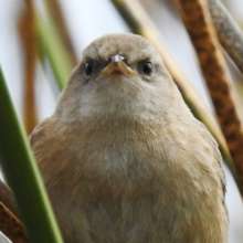 Apolinar's Wren at Lake Tota (15.3.2020)