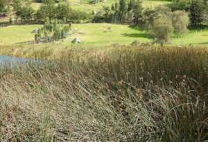 Apolinar's Wren Habitat - Habitat del Cucarachero