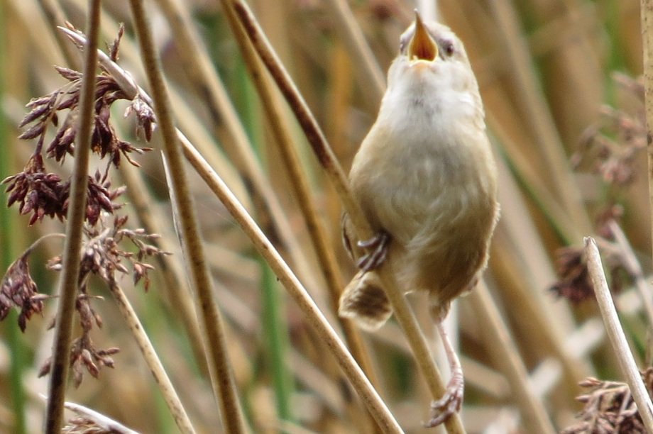 Apolinar's Wren at Lake Tota, photo by DC.Macana