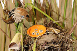 Stop-motion to educate, Apolinar's Wren food