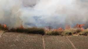 Bird habitat destruction, sadly a common practice