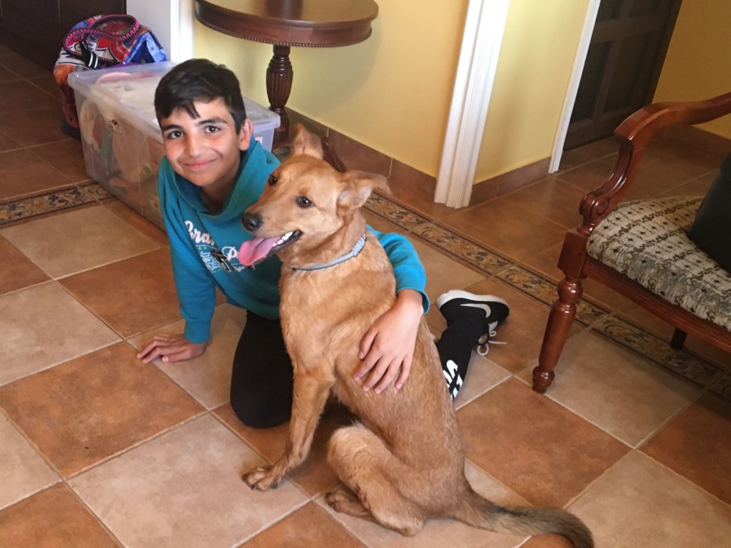 Give Vulnerable Populations Access to Therapy Dogs