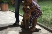 Give Vulnerable Populations Access to Therapy Dogs