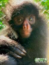 Manu, CIWY's latest rescue. Photo by Tommy Haddock
