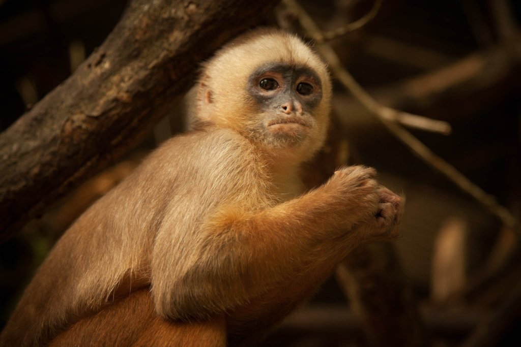 Help CIWY Survive Crisis / Ayuda CIWY en Crisis