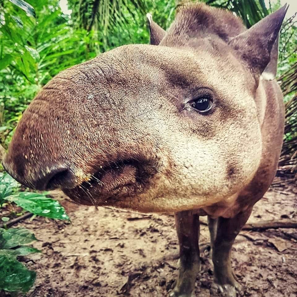 Help CIWY Survive Crisis / Ayuda CIWY en Crisis