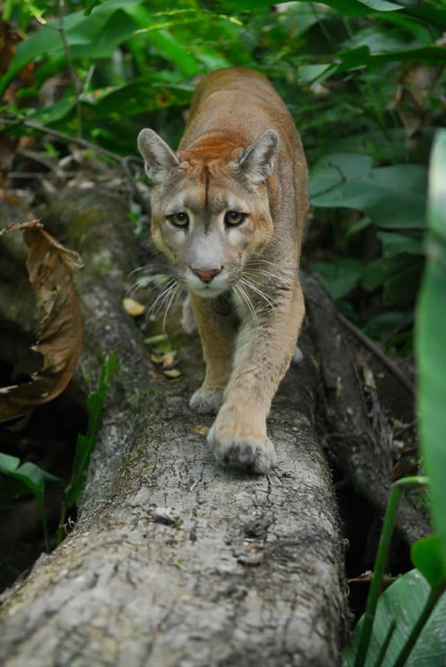 Help CIWY Survive Crisis / Ayuda CIWY en Crisis