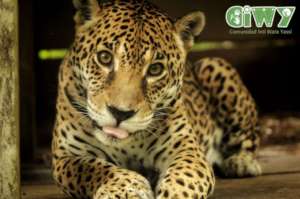 Help CIWY Survive Crisis / Ayuda CIWY en Crisis