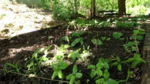 Baby native trees