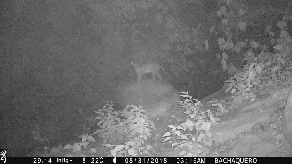 Water for jaguars and farmers in Gaira, Colombia