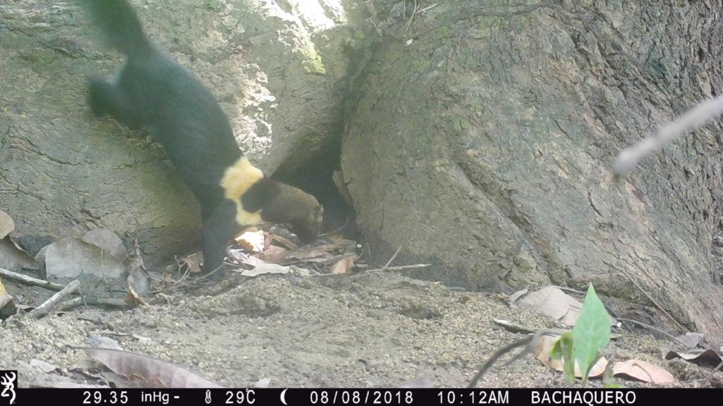 Water for jaguars and farmers in Gaira, Colombia