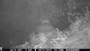 Leopardus pardalis